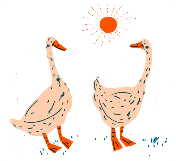 接力出版社《鹅兄鹅弟》丨生活不是兜兜转转，而是在琐碎中发现惊奇